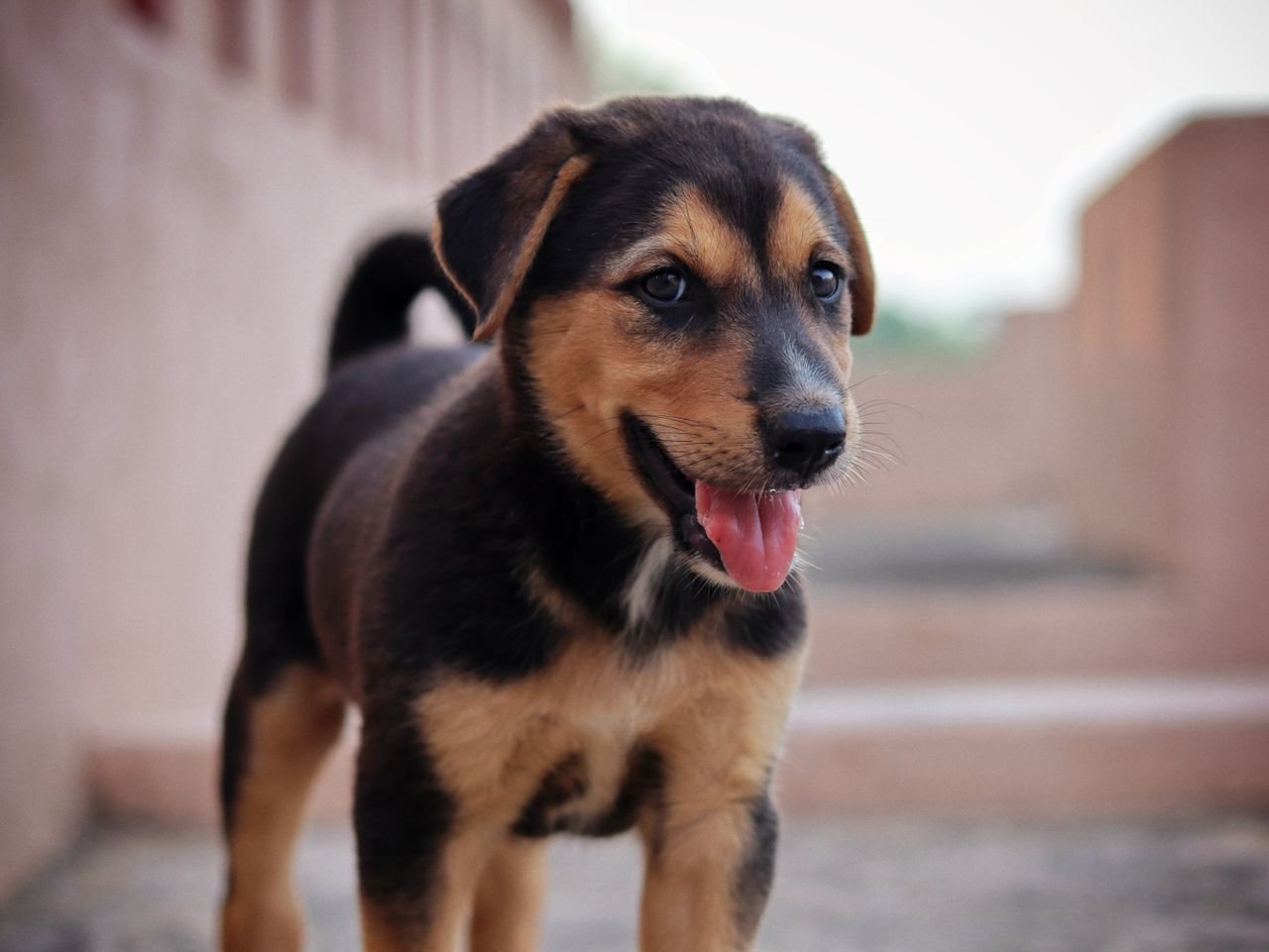 Rottweiler Puppy